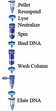 Plasmid Mini Kit-GBCBIO Technologies Inc.